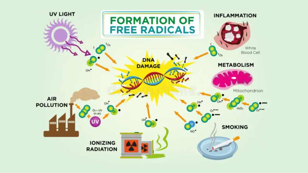 Free-Radicals-and Oxidative-Stress