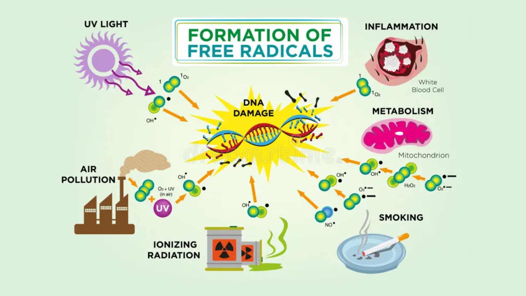 ラディカルズ　Radical Free Addiction Radicals Free Radicals and Oxidative Stress: The Hidden Culprits Behind