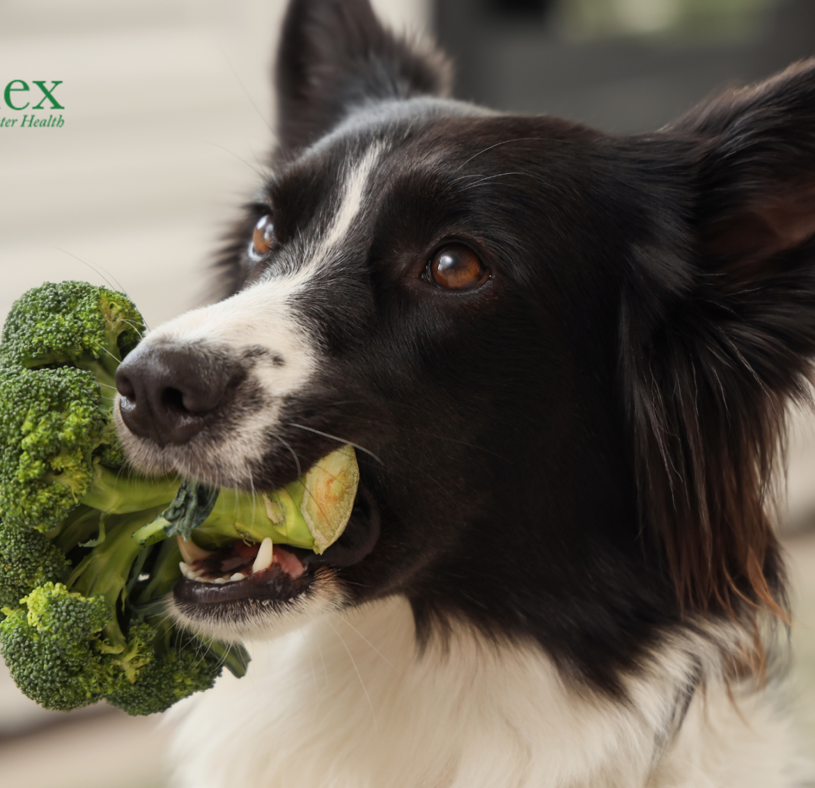 Alarming Truth About Toxins in Commercial Dog Food