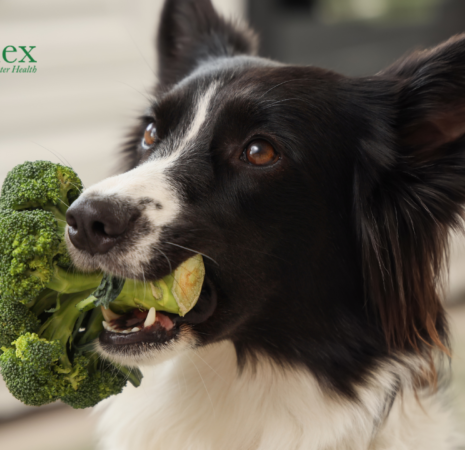 Alarming Truth About Toxins in Commercial Dog Food