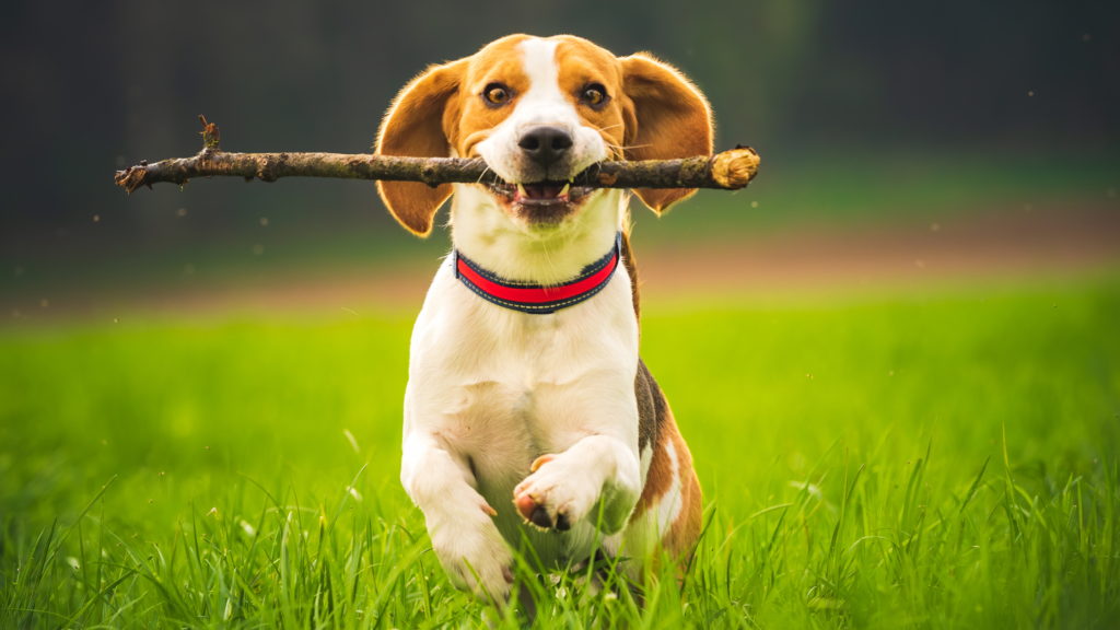 Protect Your Dog’s Health with Osumex